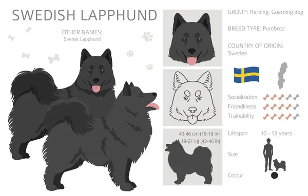 Swedish Lapphund Coat Colors Different Poses Clipart Vector Illustration — 스톡 벡터