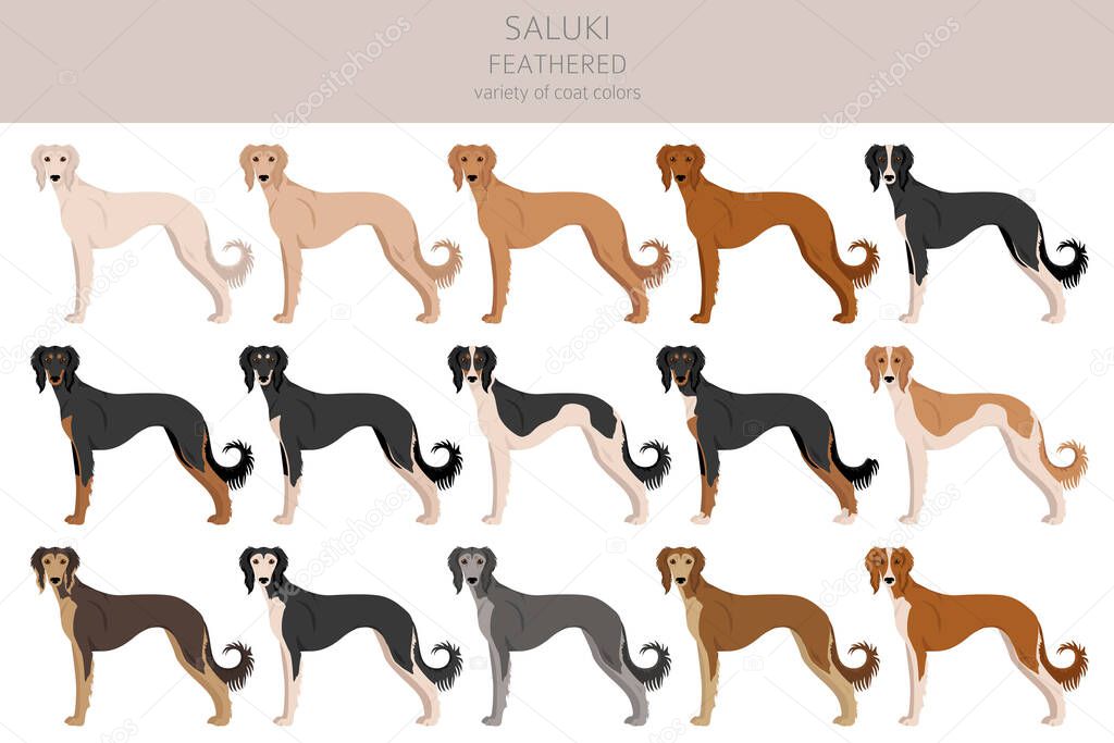 Saluki Feathered clipart. Different poses, coat colors set.  Vector illustration