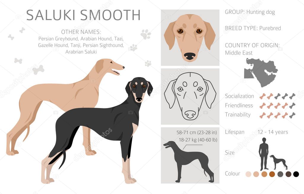 Saluki smooth coated clipart. Different poses, coat colors set.  Vector illustration