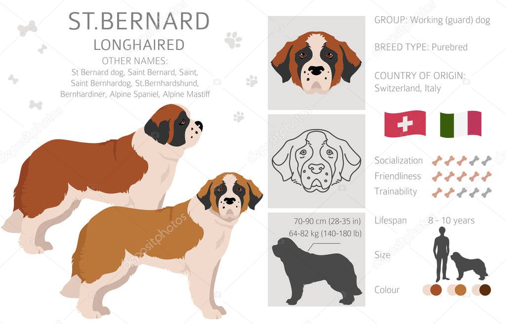 St Bernard longhaired coat colors, different poses clipart.  Vector illustration