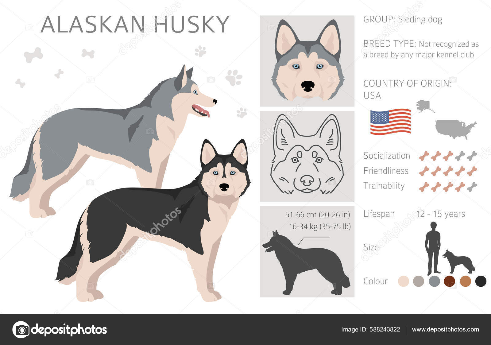 Alaskan Husky Clipart Different Poses Coat Colors Set Vector Illustration