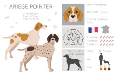 Ariege pointer clipart. Different poses, coat colors set. vector illustration