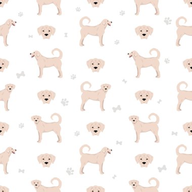 Akbash dog shorthaired clipart. Different poses, coat colors set.  Vector illustration