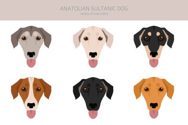 Anatolian Sultanic dog. Turkish greyhound clipart. Different poses, coat colors set.  Vector illustration