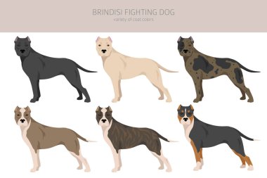 Brindisi fighting dog clipart. Different coat colors and poses set.  Vector illustration