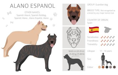 Alano Espanol clipart. Different poses, coat colors set.  Vector illustration