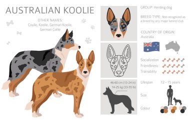 Australian koolie clipart. Different poses, coat colors set. vector illustration