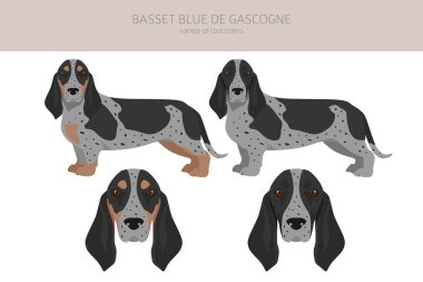 Basset Blue de Gascogne tüm renkler birleşiyor. Farklı ceket renkleri ve pozlar. Vektör illüstrasyonu