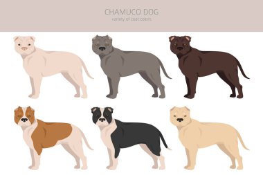 Chamuco köpek klipsi. Farklı pozlar, farklı renkler. Vektör illüstrasyonu