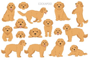 Cockapoo karışık cins clipart. Farklı pozlar, farklı renkler. Vektör illüstrasyonu