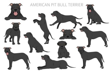 Amerikan pitbull teriyeri köpekleri kapışır. Renk çeşitleri, bilgi. Vektör illüstrasyonu