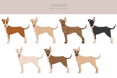 Africanis clipart. Different poses, coat colors set.  Vector illustration