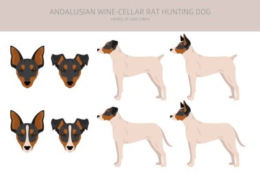 Endülüs Şarap Mahzeni Fare Avcısı Köpek Klibi. Farklı pozlar, farklı renkler. Vektör illüstrasyonu
