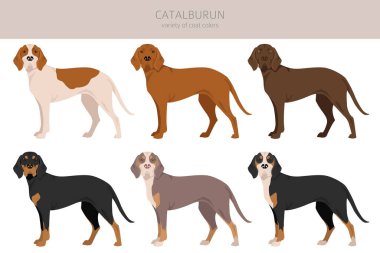 Catalburun, Turkish double nose Pointer clipart. Different poses, coat colors set.  Vector illustration
