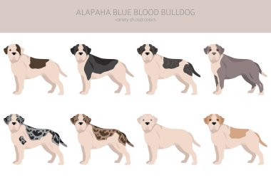Alapaha Blue Blood Bulldog klibi. Farklı pozlar, farklı renkler. Vektör illüstrasyonu