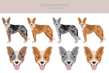 Australian koolie clipart. Different poses, coat colors set. vector illustration