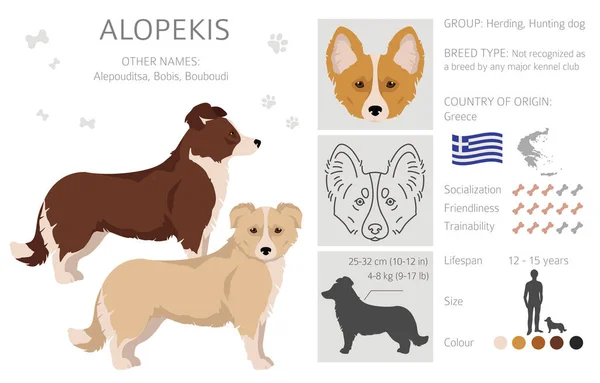 Alopekis All Colours Clipart Different Coat Colors Poses Set Vector — Stok Vektör