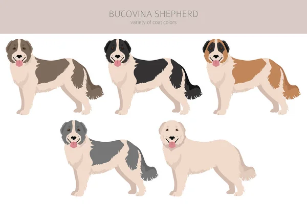 Bucovina Shepherd Clipart Different Coat Colors Poses Set Vector Illustration — Vettoriale Stock