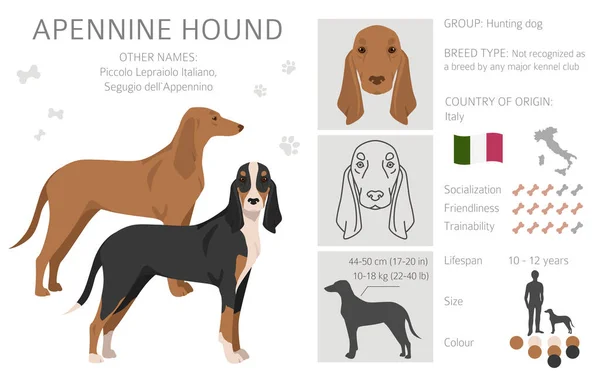 Apennine Hound Clipart Different Poses Coat Colors Set Vector Illustration — Wektor stockowy