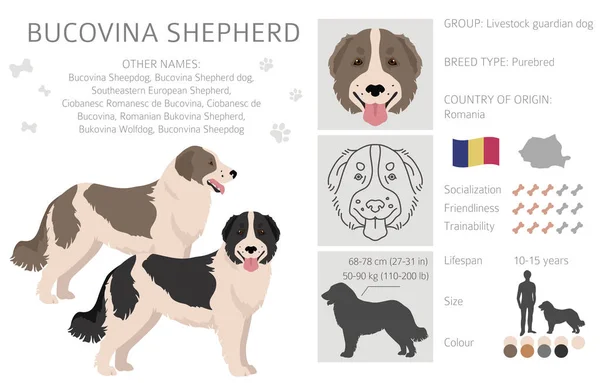 Bucovina Shepherd Clipart Different Coat Colors Poses Set Vector Illustration — Wektor stockowy