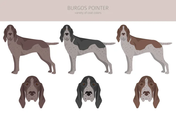 Burgos Pointer Clipart Verschillende Jas Kleuren Poses Set Vectorillustratie — Stockvector