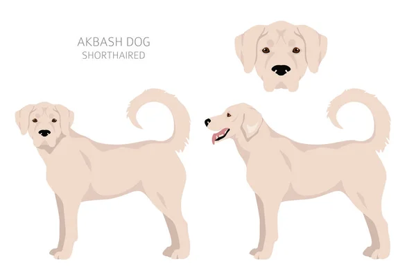 Akbash Cão Clipart Curto Poses Diferentes Conjunto Cores Casaco Ilustração — Vetor de Stock