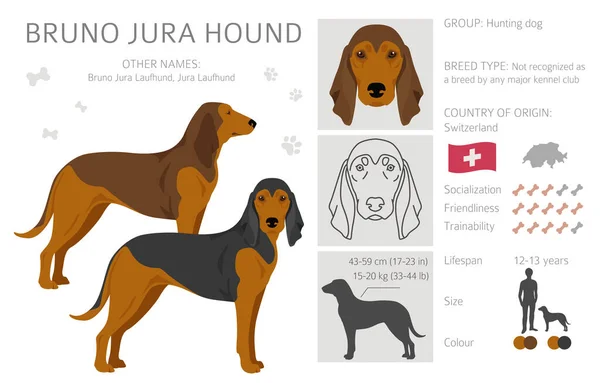 Bruno Jura Hound Clipart Different Coat Colors Poses Set Vector — 스톡 벡터