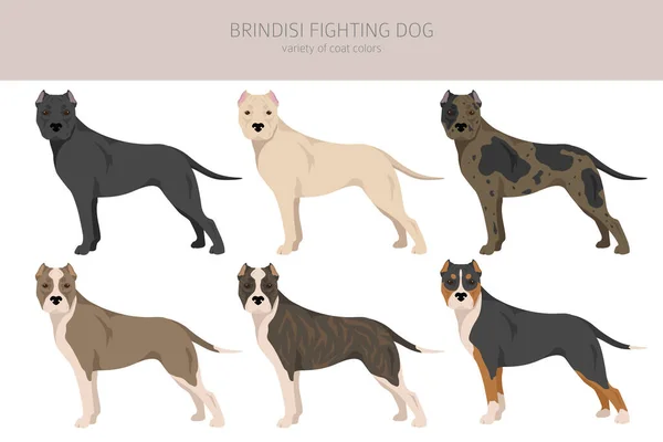 Brindisi Fighting Dog Clipart Different Coat Colors Poses Set Vector — Stock Vector