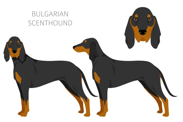 Bulgarian Scenthound Clipart Different Coat Colors Poses Set Vector Illustration — Stock vektor