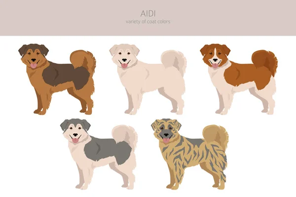 Aidi Clipart Different Poses Coat Colors Set Vector Illustration — Vector de stock