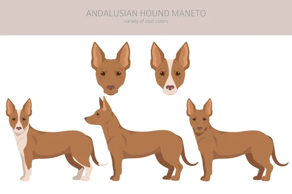 Andalusian Hound Maneto Clipart Different Poses Coat Colors Set Vector — Stock vektor