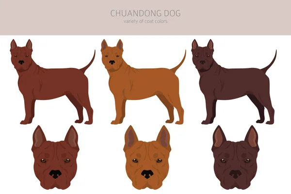 Chuandong Hound Clipart Different Poses Coat Colors Set Vector Illustration — Stock Vector