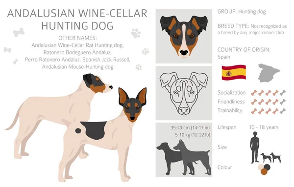 Andalusische Wijnkelder Rat Jagen Hond Clipart Verschillende Houdingen Jas Kleuren — Stockvector