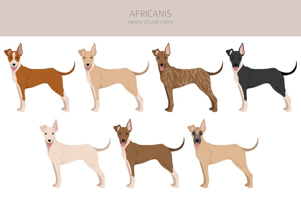 Africanis Clipart Different Poses Coat Colors Set Vector Illustration —  Vetores de Stock