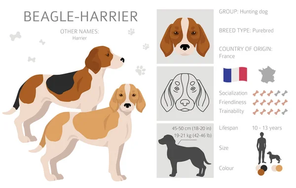 Beagle Harrier All Colours Clipart Different Coat Colors Poses Set — Stock vektor