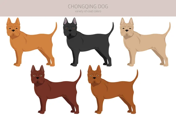 Chongqing Dog Clipart Different Poses Coat Colors Set Vector Illustration — Stock Vector