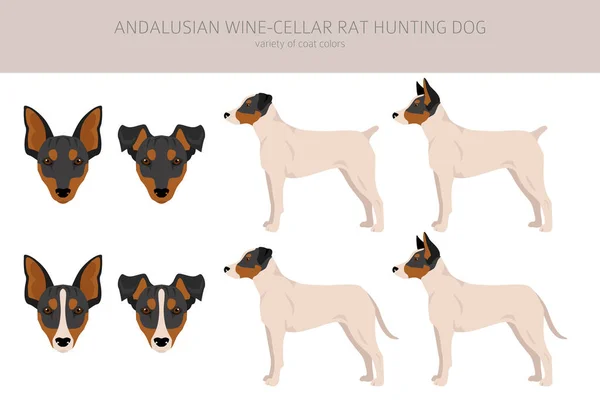 Andalusischen Weinkeller Rattenjagd Hund Clipart Verschiedene Posen Festgelegte Fellfarben Vektorillustration — Stockvektor