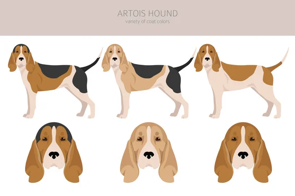 Artois Hound Clipart Different Poses Coat Colors Set Vector Illustration —  Vetores de Stock