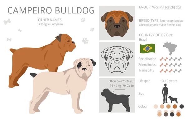 Campeiro Bulldog Clipart Different Poses Coat Colors Set Vector Illustration — ストックベクタ