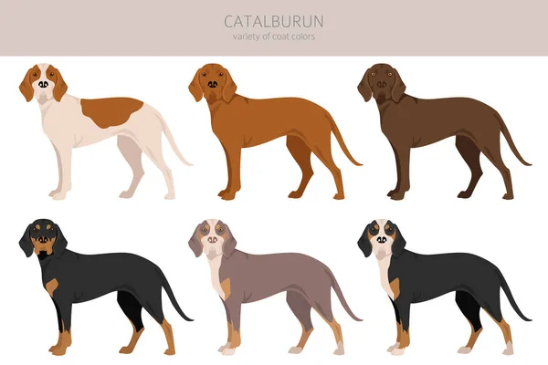 Catalburun Turkish Double Nose Pointer Clipart Different Poses Coat Colors — ストックベクタ