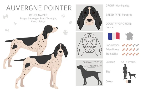 Auvergne Pointer Clipart Different Poses Coat Colors Set Vector Illustration — ストックベクタ