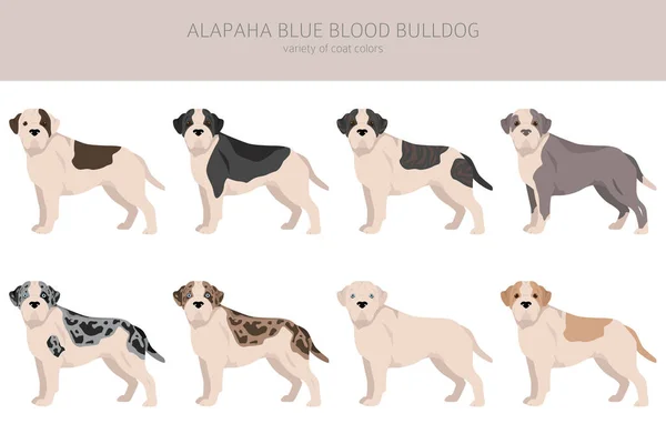 Alapaha Blue Blood Bulldog Clipart Different Poses Coat Colors Set — Vector de stock