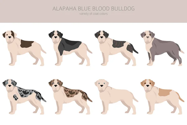 Alapaha Blue Blood Bulldog Clipart Different Poses Coat Colors Set — Stock Vector