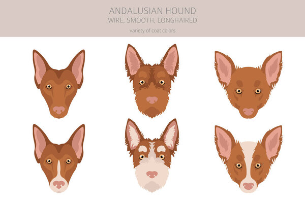 Andalusian hound clipart. Different poses, coat colors set.  Vector illustration