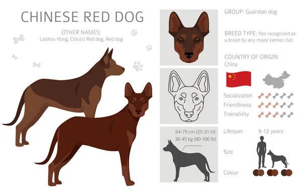 Chinese Red Dog Clipart Different Poses Coat Colors Set Vector — Vettoriale Stock