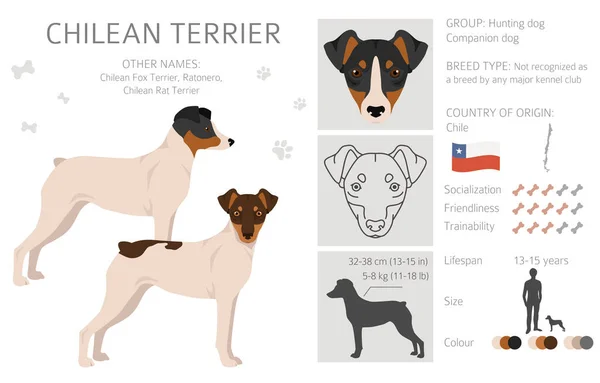 Clipart Chileno Terrier Distintas Poses Colores Del Abrigo Establecidos Ilustración — Vector de stock