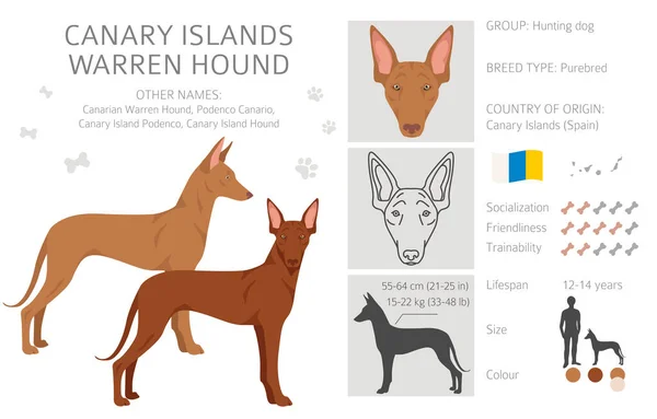 Canary Island Warren Hound Clipart Different Poses Coat Colors Set — Vector de stock