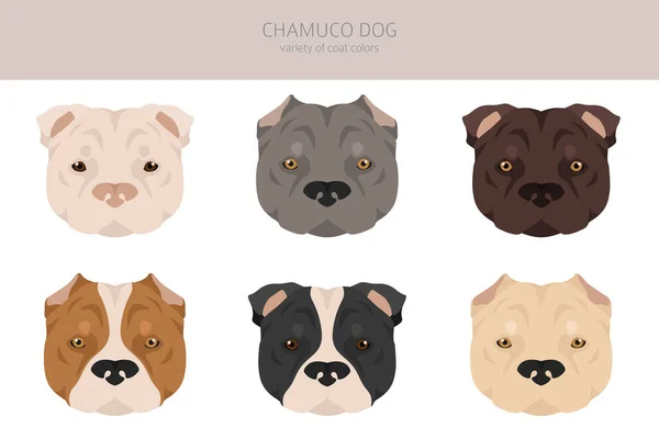 Chamuco Dog Clipart Different Poses Coat Colors Set Vector Illustration — Stockvector