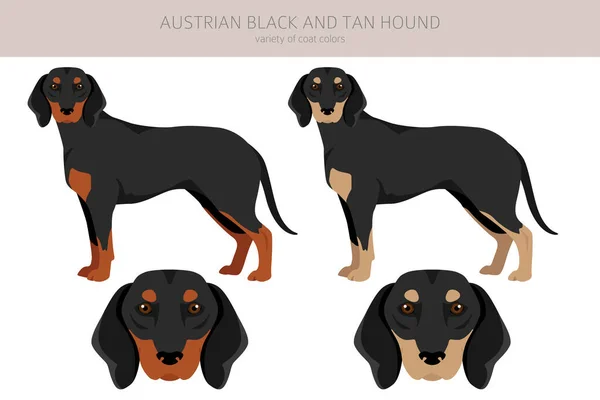 Österreichischer Schwarzhund Cliparts Verschiedene Posen Festgelegte Fellfarben Vektorillustration — Stockvektor