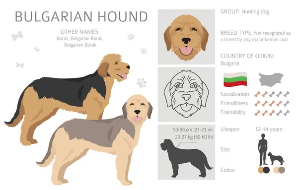 Bulgaarse Honden Clipart Verschillende Jas Kleuren Poses Set Vectorillustratie — Stockvector